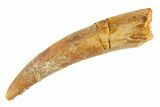 Curved Fossil Pterosaur (Siroccopteryx) Tooth - Morocco #329003-1